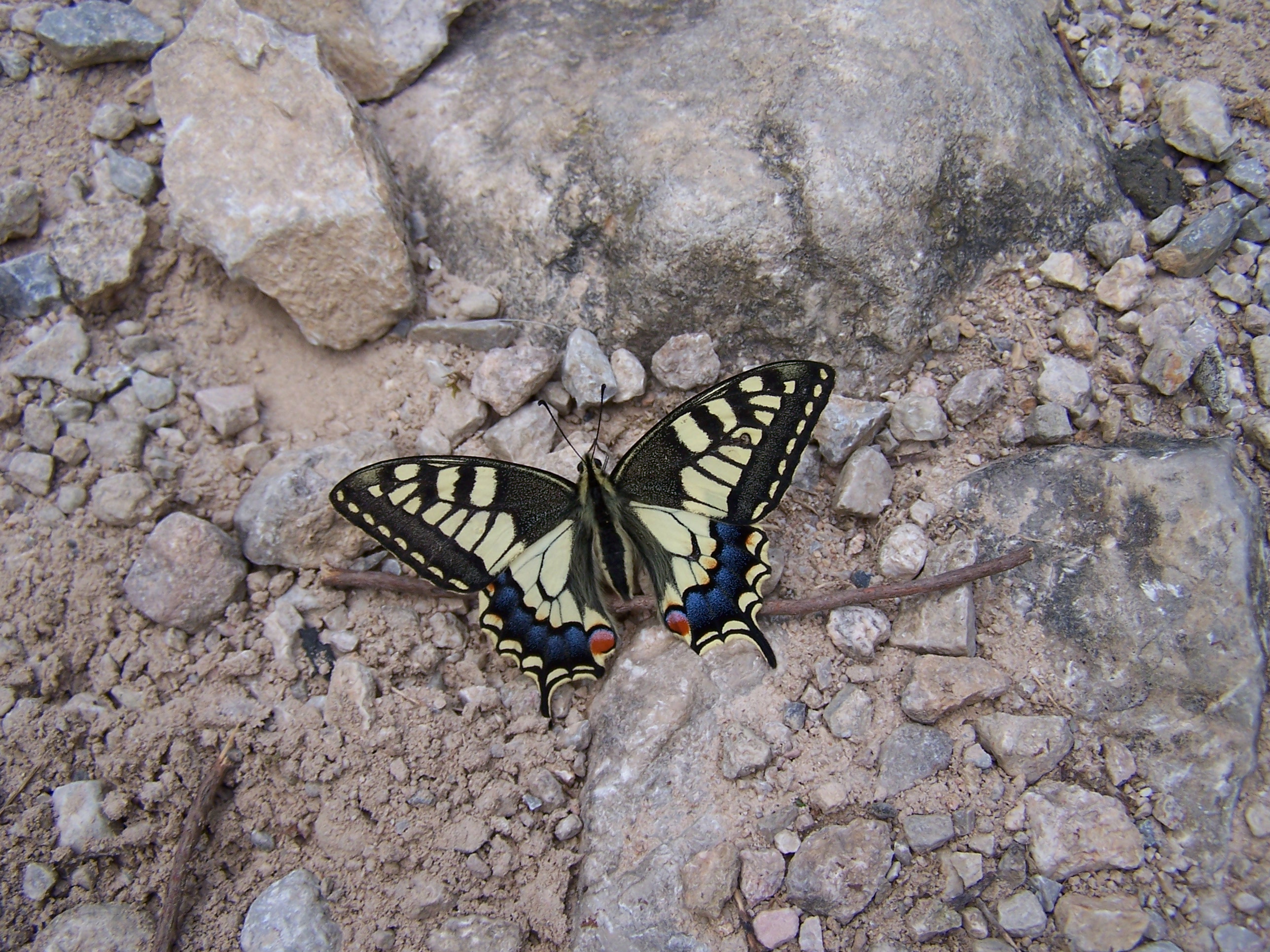 10 Papilio machaon. Sendero de Urdón. Tresviso (Cantabria). Foto R. Suárez